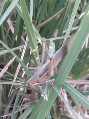 Schistocerca flavofasciata