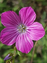 Linum viscosum