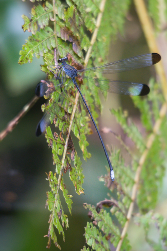 Philogenia helena