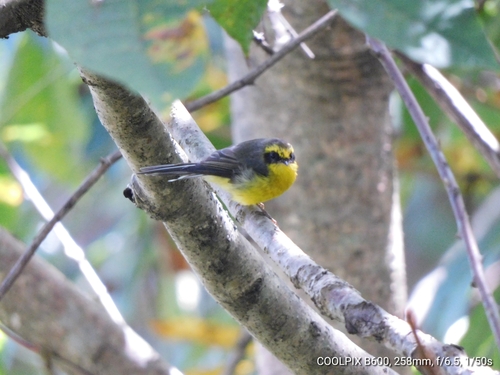 Yellow-bellied Fantail (Chelidorhynx hypoxanthus), photo 5