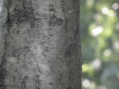 Epidaus