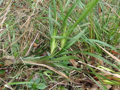 Dianella caerulea