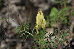 Eurema smilax