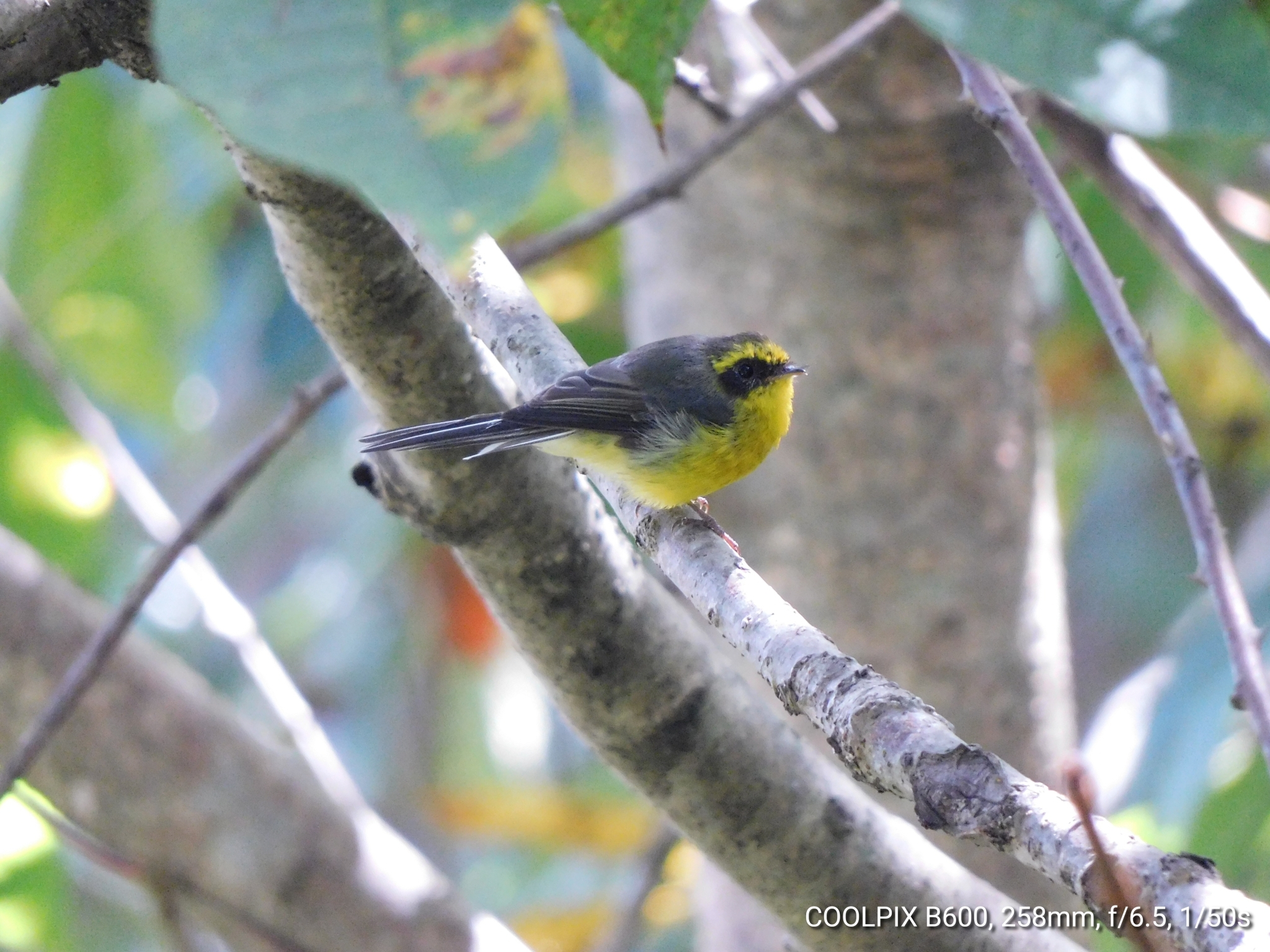 Yellow-bellied Fantail