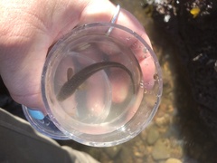Gaidropsaridae