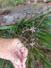 Dianella caerulea