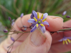 Dianella caerulea