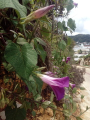 Ipomoea orizabensis orizabensis