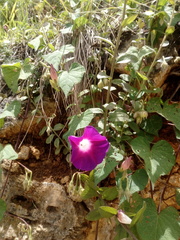Ipomoea orizabensis orizabensis