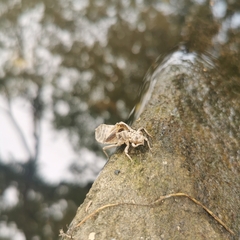 Ictinogomphus pertinax