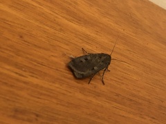 Agrotis infusa