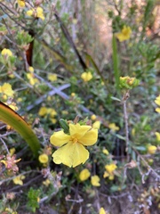 Hibbertia sericea