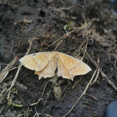 Thinopteryx crocoptera