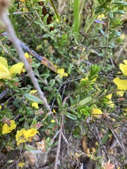 Hibbertia sericea