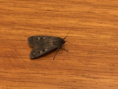 Agrotis infusa