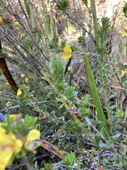 Hibbertia sericea