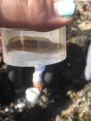 Gaidropsaridae