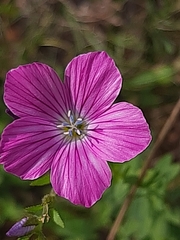 Linum viscosum