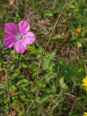 Linum viscosum