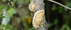 Agaricomycotina