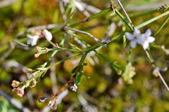 Asperula cynanchica