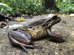 Leptodactylus savagei