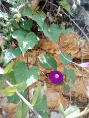 Ipomoea orizabensis orizabensis