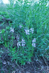 Veronica prostrata