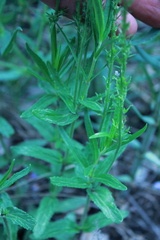 Veronica prostrata