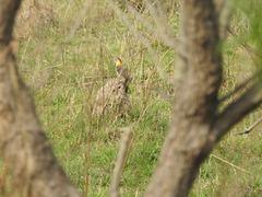 Colaptes campestris campestroides