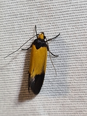 Merocroca automima