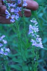 Veronica prostrata