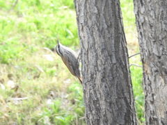 Lepidocolaptes angustirostris