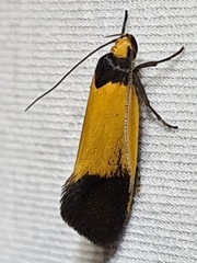 Merocroca automima