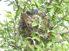 Pitangus sulphuratus