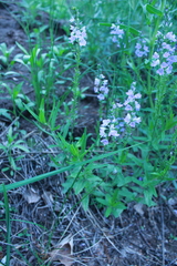 Veronica prostrata