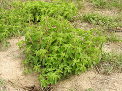 Acalypha communis