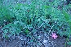 Psephellus turgaicus