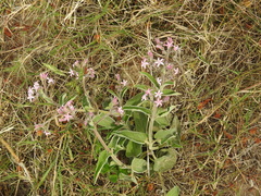 Oxypetalum solanoides