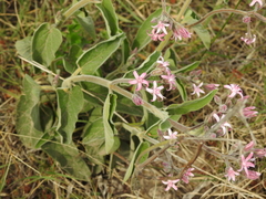 Oxypetalum solanoides