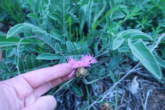 Psephellus turgaicus