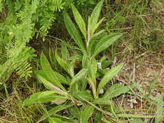 Pterocaulon virgatum