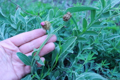 Psephellus turgaicus