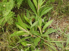 Pterocaulon virgatum