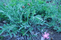 Psephellus turgaicus