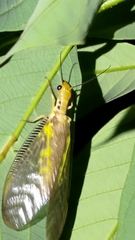 Protohermes costalis