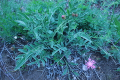 Psephellus turgaicus