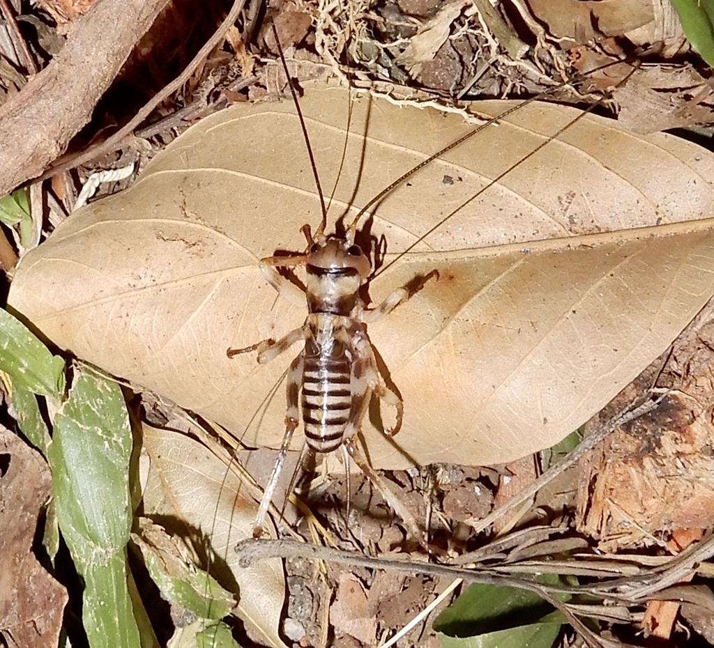 Gryllacropsis