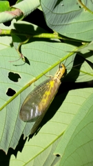 Protohermes costalis