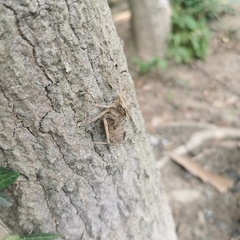 Epophthalmia elegans